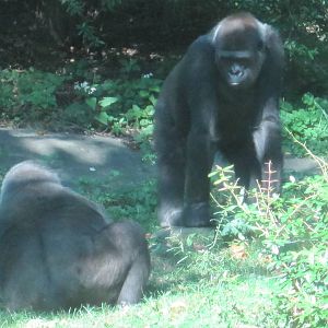 Western Lowland Gorillas