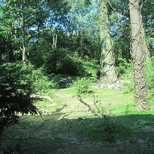 Congo Gorilla Forest