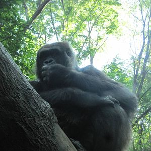 Chilling Gorilla
