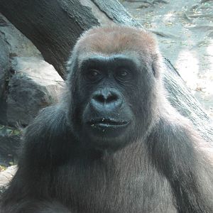 Gorilla Close-Up