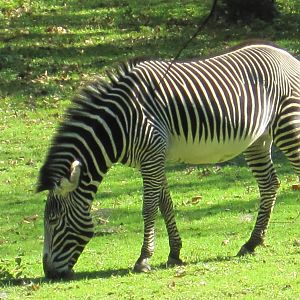 Grevys Zebra