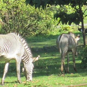 Zebra Calf