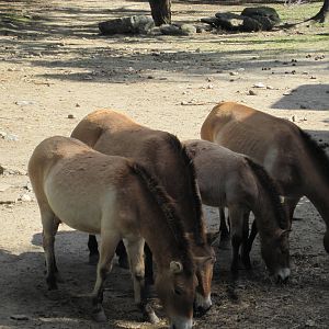 Przwalskis Horse