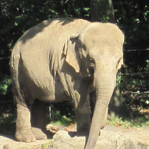 Asian Elephant