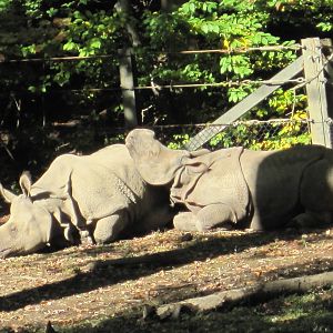 Mommy Rhino and Son Rhino