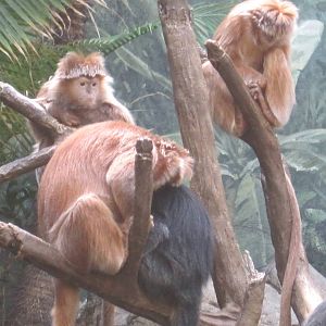 Javan Langurs