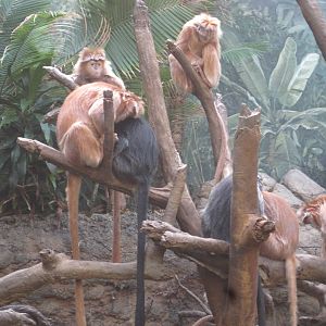 Javan Langur Troop