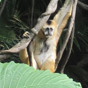 White-Handed Gibbon