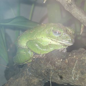 Giant Tree Frog