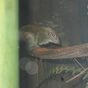 Common Tree Shrew