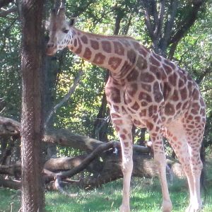 Rothschilds Giraffe
