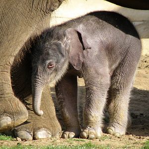 Elephant and 1 day old calf