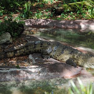 American Crocodile