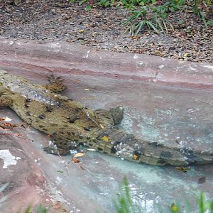 American Crocodile