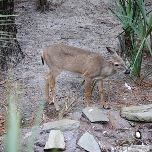 Florida Keys Deer