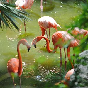 Caribbean Flamingoes