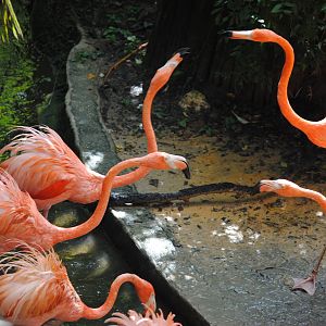 Caribbean Flamingoes