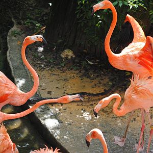 Caribbean Flamingoes