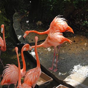 Caribbean Flamingoes