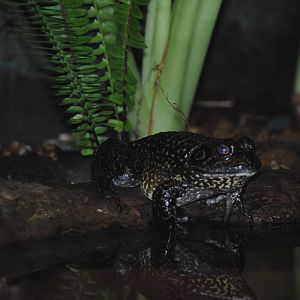 Bull-Frog