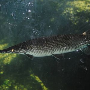 Florida Garfish