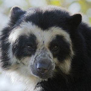 Spectacled bear 'Franka'