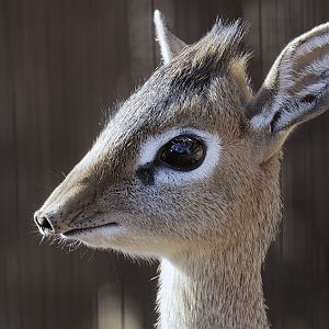 Kirk's dikdik