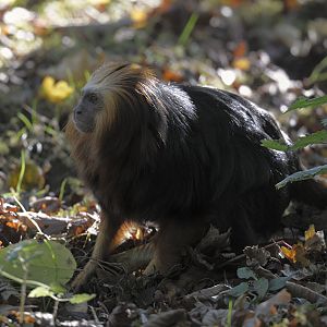 Golden-headed lion tamarin