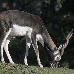 Blackbuck