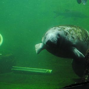 Florida Manatee