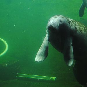 Florida Manatee