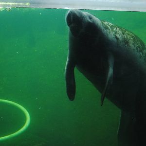 Florida Manatee