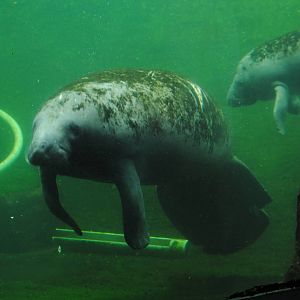 Florida Manatee