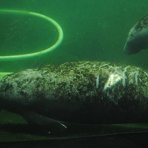 Florida Manatee
