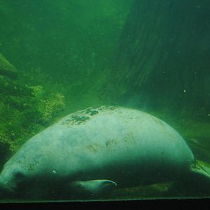 Florida Manatee