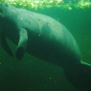 Florida Manatee