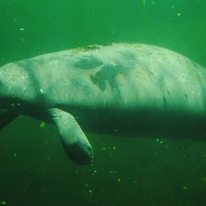 Florida Manatee