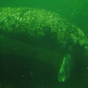 Florida Manatee