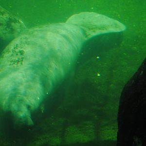Florida Manatee