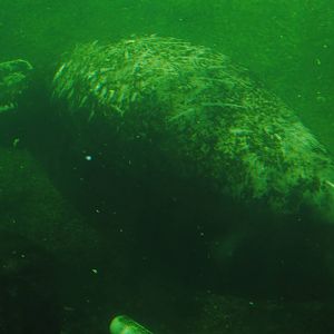 Florida Manatee