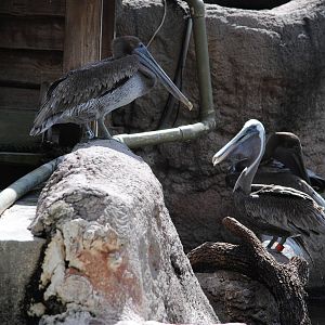 Brown Pelicans
