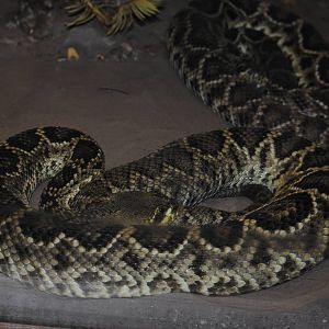 Eastern Diamondback Rattlers