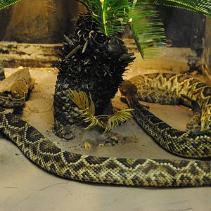 Eastern Diamondback Rattlers