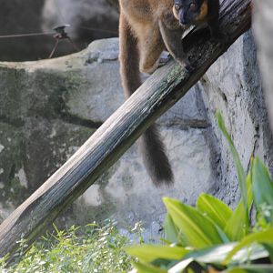 Collared Lemur