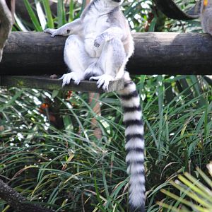Ring-tailed Lemur