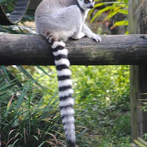 Ring-tailed Lemur