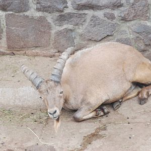 West Caucasian Tur at Halle, 04/09/11