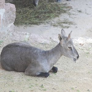 Bharal at Halle, 04/09/11