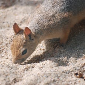Caucasian Squirrel at Halle, 04/09/11