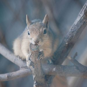 Caucasian Squirrel at Halle, 04/09/11